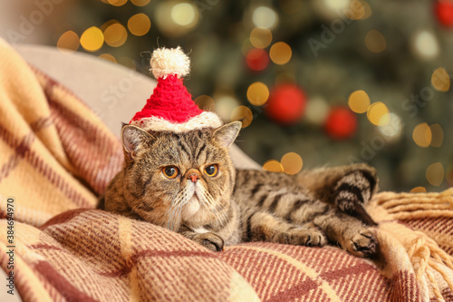 фотографія Cute exotic shorthair cat in Santa hat at home on Christmas eve