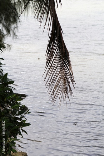 Close up of a dried coconut frond hanging over the beach, medium wide view © raksyBH