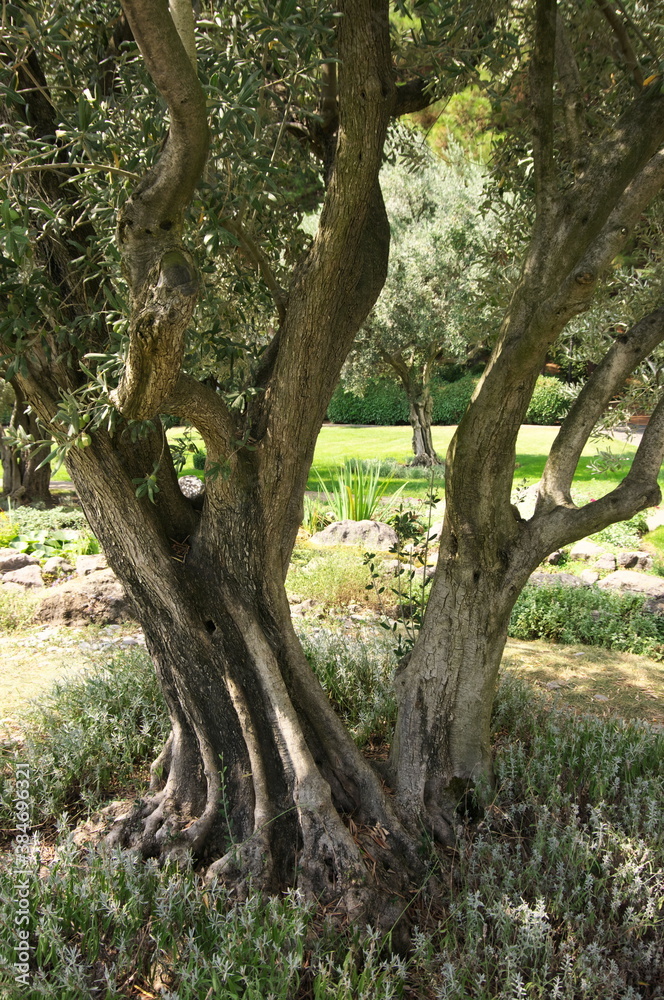 Trunk of olive tree