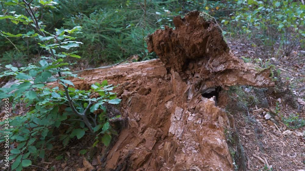 Decaying tree trunk, medium shot, high angle shot Decaying tree trunk, medium shot, high angle shot