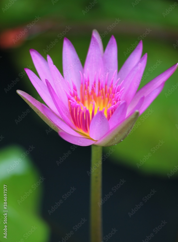 A semi-closed pink and yellow waterlily flower in a pond, soft background A semi-closed pink and yellow waterlily flower in a pond, soft background