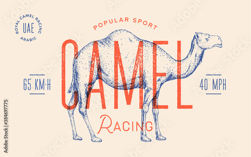 Camel. Template Label. Vintage retro print, tag, label with camel drawing, engraved old school style. Poster with text racing sport, typography, camel silhouette. Vector Illustration