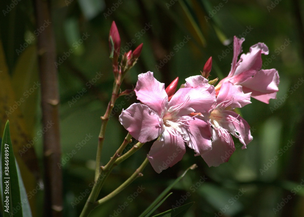 Obraz premium Blooming pink rhododendron flowers in the garden, soft background