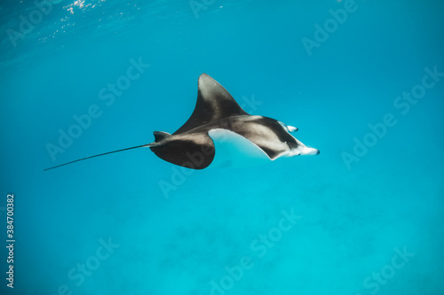 Beautiful and graceful  Manta ray swimming in clear blue water at the surface