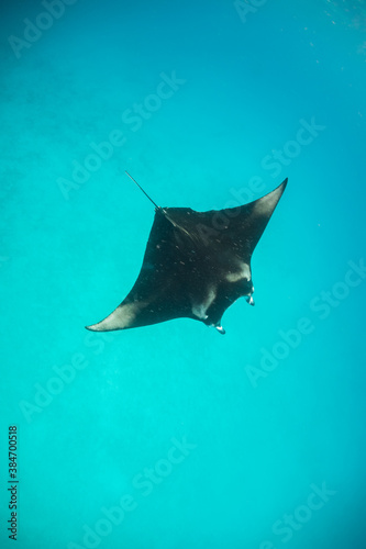 Beautiful and graceful Manta ray swimming in clear blue water at the surface