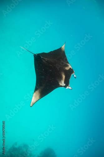 Beautiful and graceful  Manta ray swimming in clear blue water at the surface © Aaron