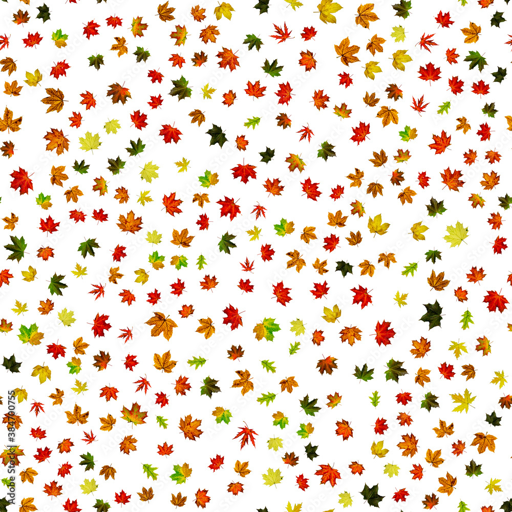 Fototapeta premium Autumn leaves background. Yellow red, orange leaf isolated on white. Colorful maple foliage. Season leaves fall on seamless pattern background.