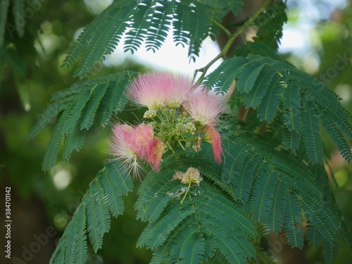 Medium wide clusters of pink siris in a garden photo