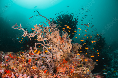 Fototapeta Naklejka Na Ścianę i Meble -  Schools of  tropical fish swimming over colorful coral reef underwater