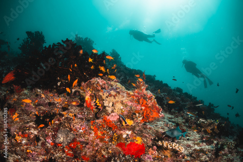 Scuba divers swimming among colorful coral reef and tropical fish in clear blue water, Indian Ocean