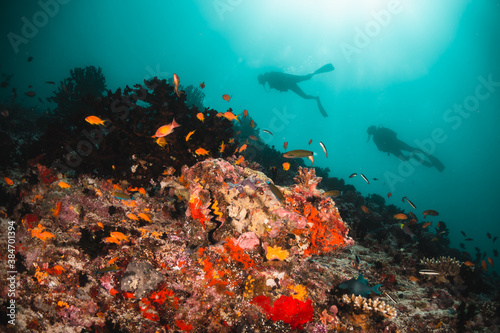 Scuba divers swimming among colorful coral reef and tropical fish in clear blue water  Indian Ocean