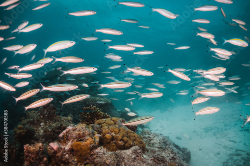 Schools of tropical fish swimming over colorful coral reef underwater
