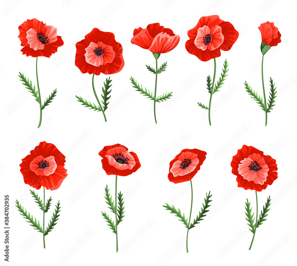 Poppy flowers. Collection of watercolor hand drawn poppies. Isolated botanical symbols of blooming red poppies blossoms. Floral design for decor or holiday wedding greetings cards template Poppy flowers. Collection of watercolor hand drawn poppies. Isolated botanical symbols of blooming red poppies blossoms. Floral design for decor or holiday wedding greetings cards template