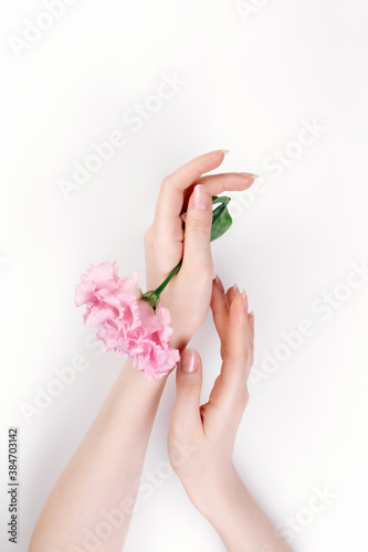 Fototapeta Naklejka Na Ścianę i Meble -  Delicate female hands hold a pink eustoma flower. White background. Copy space.Flat lay. The concept of Floristics and tenderness