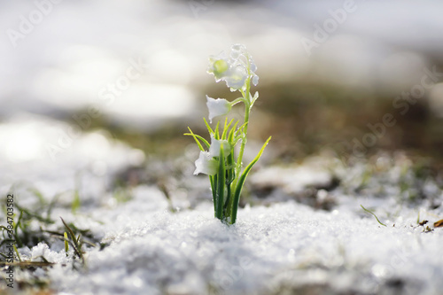 The first spring flowers. Snowdrops in the forest grow out of the snow. White lily of the valley flower under the first rays of the spring sun.