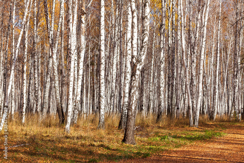 Beautiful birch forest in autumn