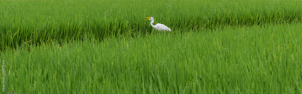 田園風景 田園風景