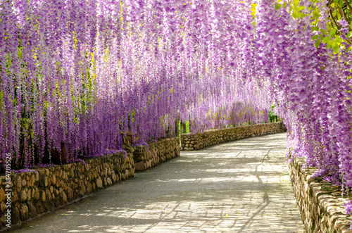 Beautiful hanging purple flower tunnel at Cherntawan International Meditation Center in Chiang Rai, Thailand