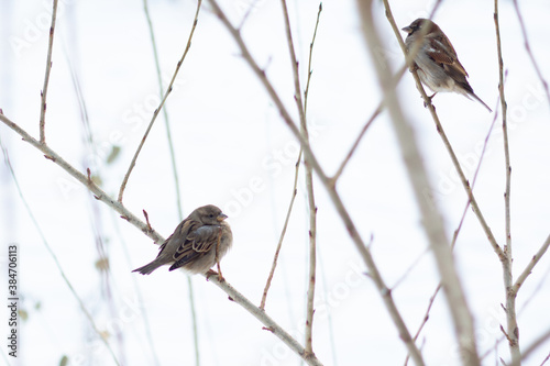 two sparrows in winter