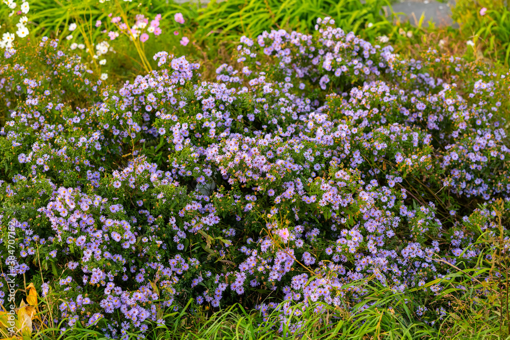 Withered flowers in the garden. Shallow depth of field. Withered flowers in the garden. Shallow depth of field.