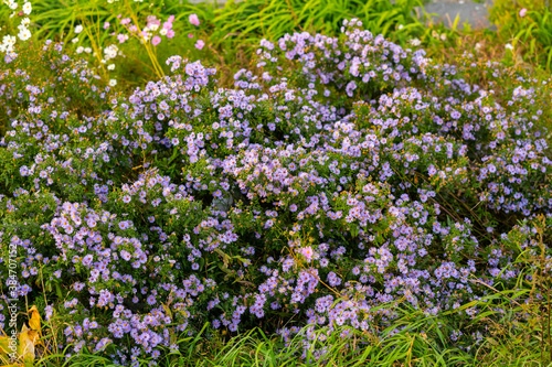 Withered flowers in the garden. Shallow depth of field.