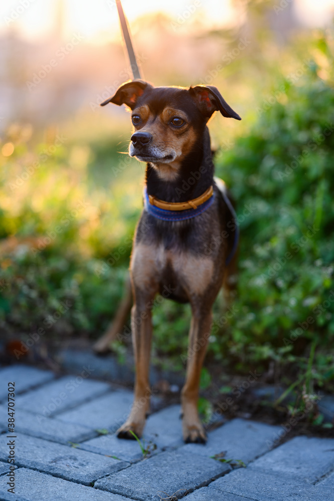 Miniature pinscher puppy sneaking through the grass. Miniature pinscher puppy sneaking through the grass.