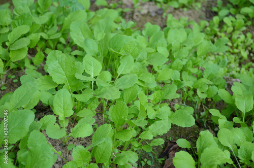 Wallpaper Mural bunch the small ripe green spinach plant seedlings in the garden. Torontodigital.ca
