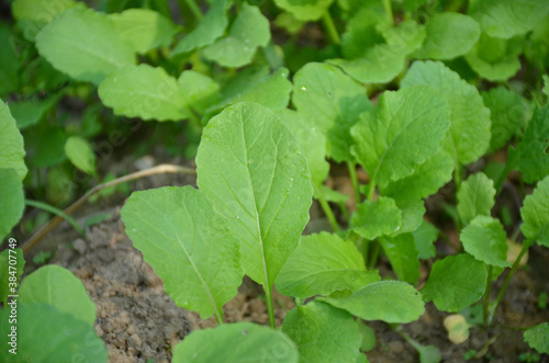 Wallpaper Mural bunch the small ripe green spinach plant seedlings in the garden. Torontodigital.ca