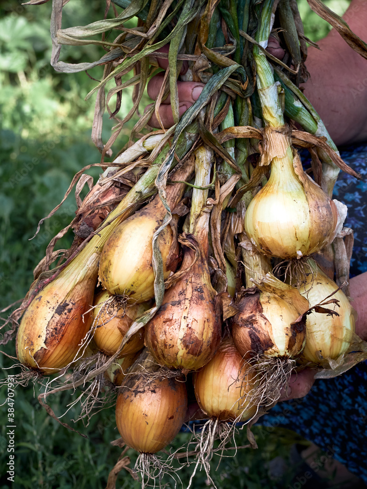 A onion in the hands of an elderly peasant woman