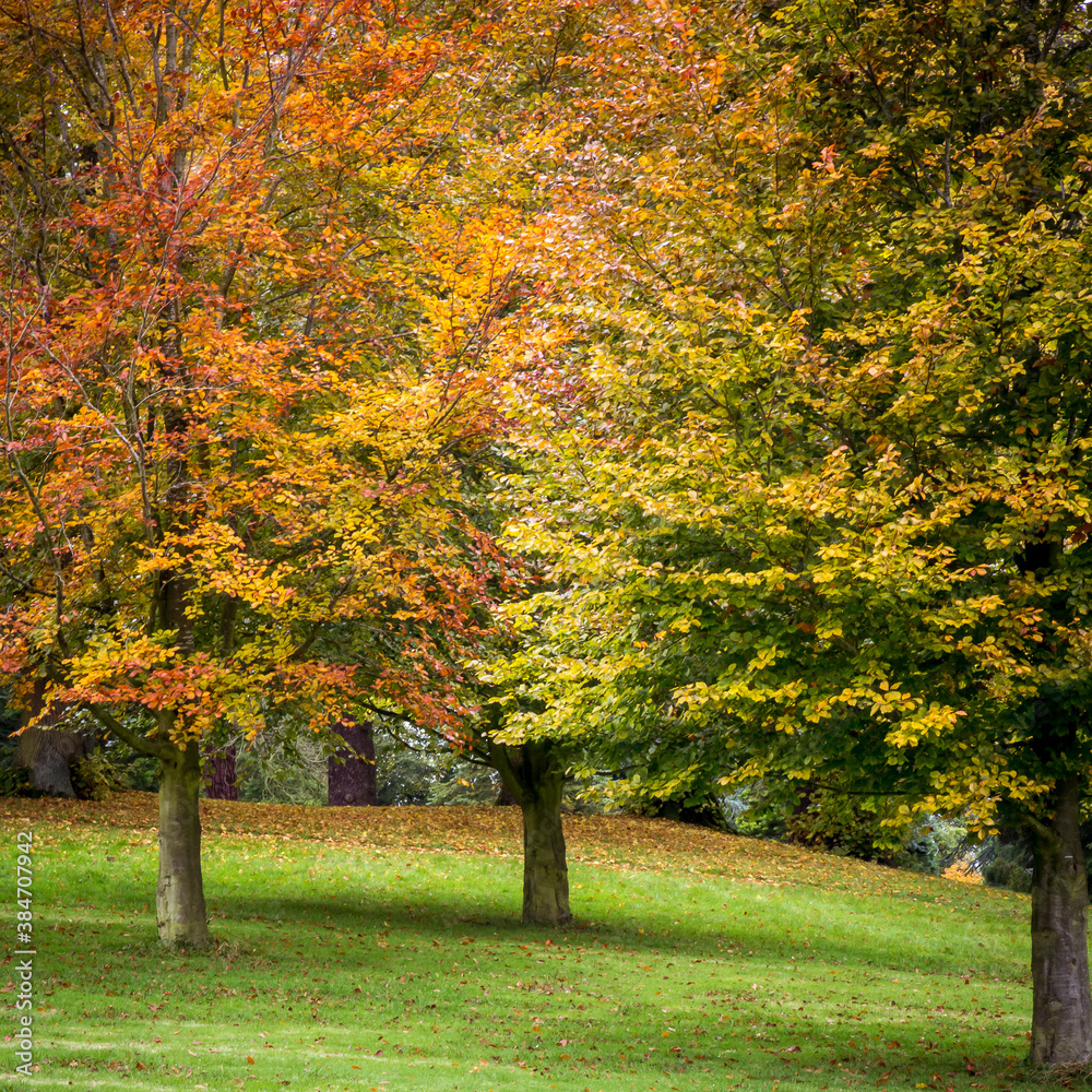 Naklejka premium Autumnal trees on the Waddesdon Manor estate.