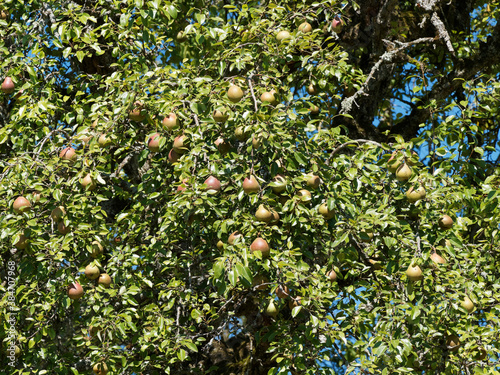 Pyrus communis pyraster | Poirier sauvage européen aux petites feuilles ovales et petites poires presque rondes  photo