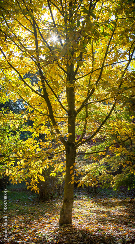 Autumnal trees on the Waddesdon Manor estate.