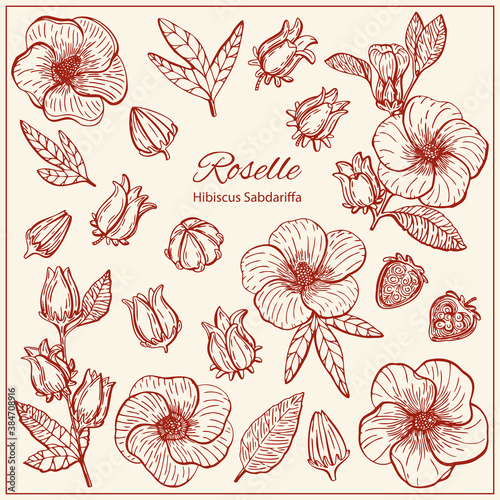 Set with Hibiscus Sabdariffa or Roselle flowers, leaves and berries, seeds. Graphic hand drawn engraving style. Botanical illustration for packaging, menu cards, posters, prints.