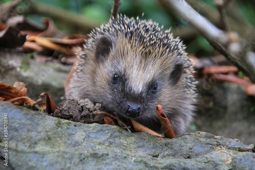 Little hedgehog looking for food