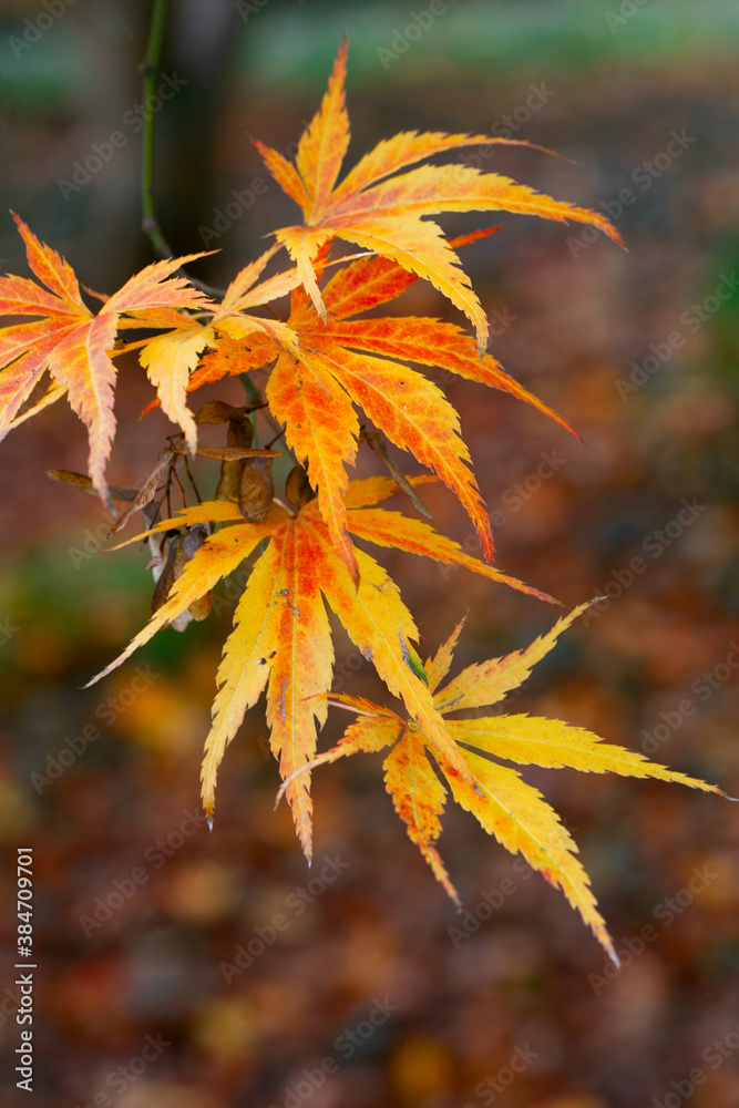 Colourful autumnal leaves at Batsford Arboretum. Colourful autumnal leaves at Batsford Arboretum.