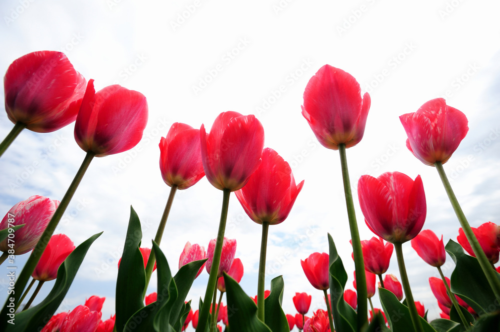 Obraz premium チューリップ