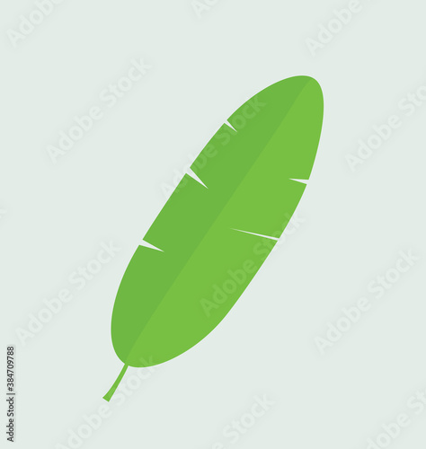 Bana leaf vector design illustration