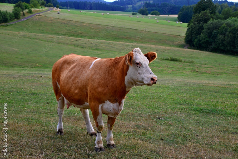 Cow on a green field. Cattle Graze in a Green Field. Bull, large Charolais bull stood in lush summer meadow. Landscape, horizontal.
