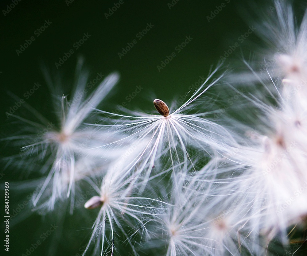 Fototapeta premium nature