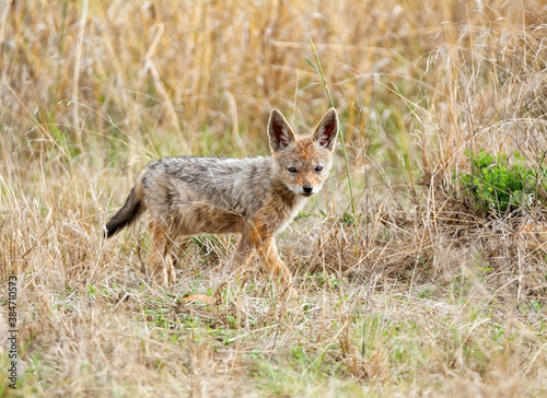 Black-backed Jackal Pup © Cathy Withers-Clarke