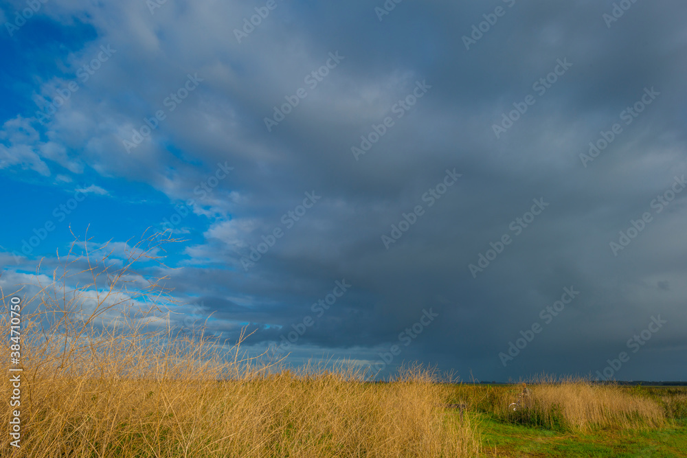 The edge of a lake in a green windy wetland in bright sunlight under a blue white csky in autumn, Almere, Flevoland, The Netherlands, October 11, 2020