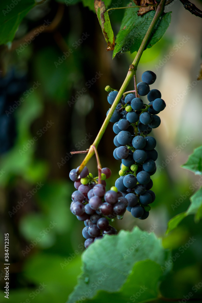 Bunch of grape on the branch. Selective focus. Shallow depth of field.
