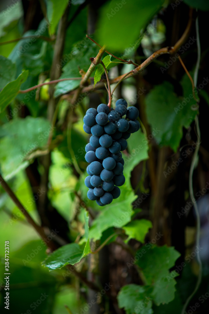 Bunch of grape on the branch. Selective focus. Shallow depth of field.
