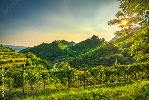 Prosecco Hills, vineyards at sunset. Unesco Site. Veneto, Italy photo
