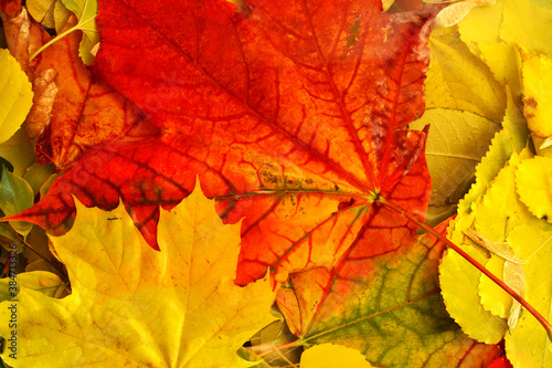 Multicolored maple autumn leaves in water