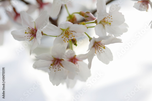 窓辺の桜 © Paylessimages