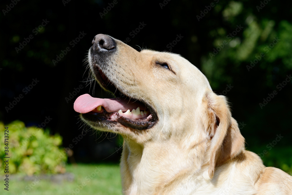 head from dog labrador retrieverin the nature head from dog labrador retrieverin the nature