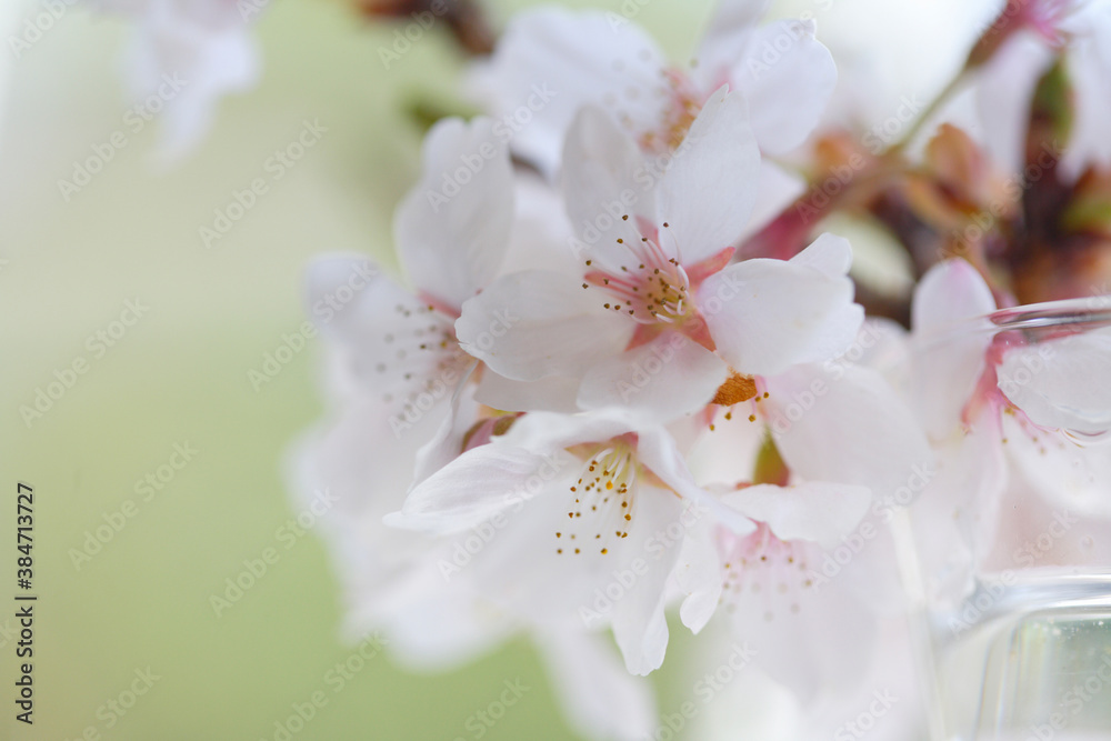 窓辺の桜 窓辺の桜