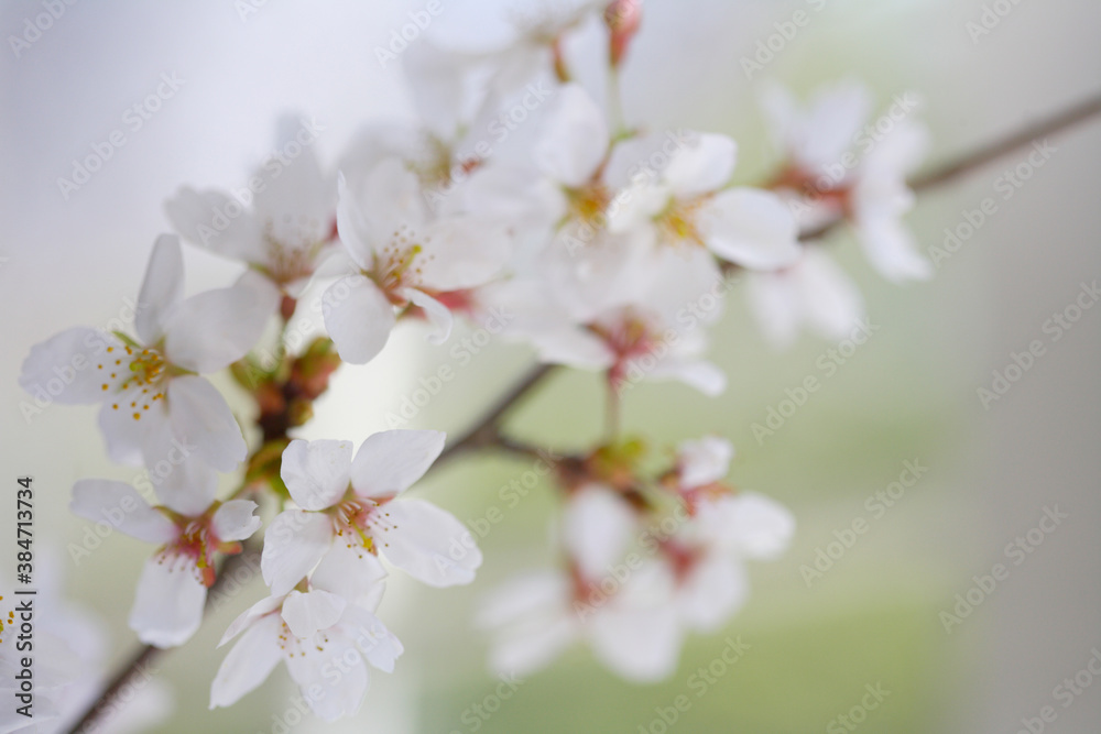 窓辺の桜