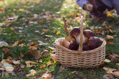 basket with mushrooms in a forest glade, autumn forest, mushroom picking